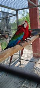 Burung green wing macaw breeding pair siap lesen