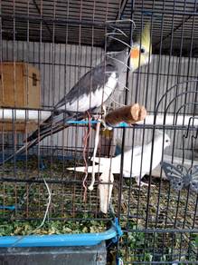 Cockatiels x2/Male Dark Grey/Female Albino Red Eye