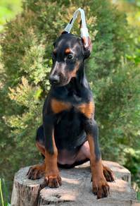 DOBERMAN PUPPIES 🐻 H182 Female ~ Certificate
