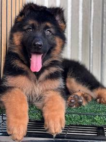 German Shepherd High Quality Female