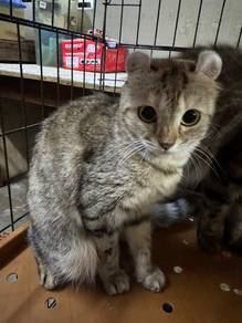 american curl