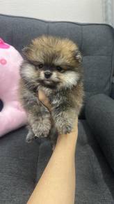 博美女
Pomeranian 
Female 
F-391
Dob : 08-05-26