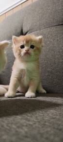 Baby BSH Golden
