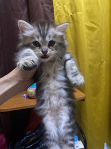 persian