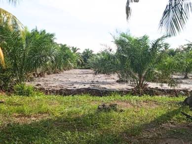 Agricultural Land in Tanjong Karang, SGR