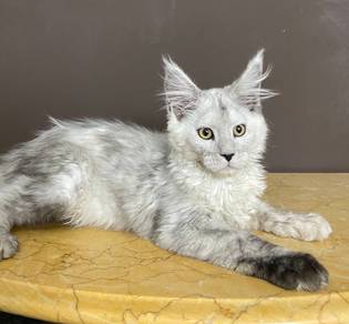 Premium High Smoke Maine Coon Female Kitten