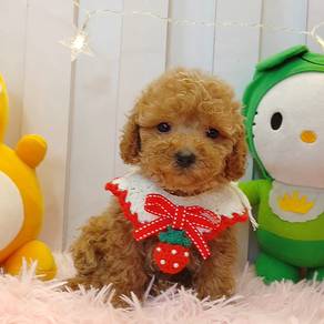 Poodle