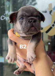 FRENCH BULLDOG PUPPIES VIP192🌻Cute & Healthy Boy