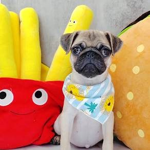 Pug