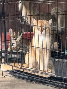 mating bsh golden