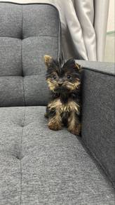 Yorkshire Terrier Female n Male Puppies