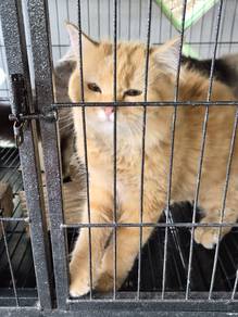 MaineCoon Mix Ragdoll Kitten 🐱
