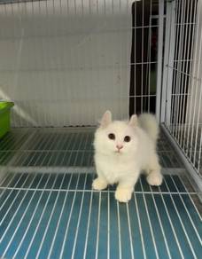 Minuet Munchkin kitten