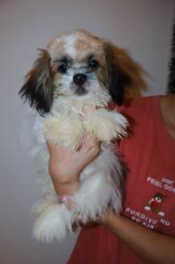 J0757 Shih Tzu beauty melts hearts puppy