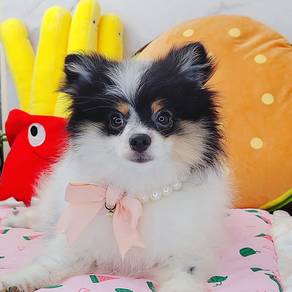 Pomeranian