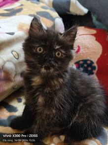 American curl mix dlh