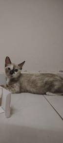 Anak Kucing Betina