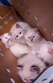 Ragdoll Kitten