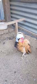 ayam serama 