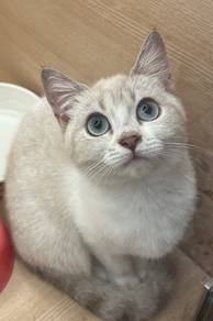 DSH cat for sale