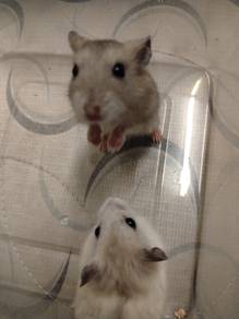 Hamster