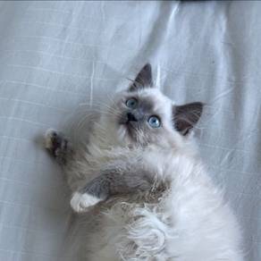 Blue mitted Ragdoll kitten 