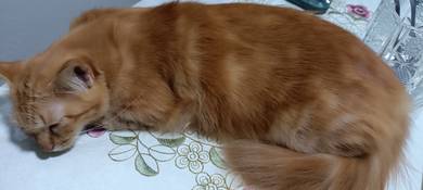 kucing free
