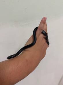 Mexican Black King Snake MBK