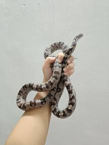 Corn Snake 