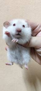 hamster syrian 