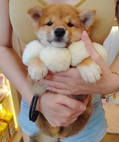 Shiba inu