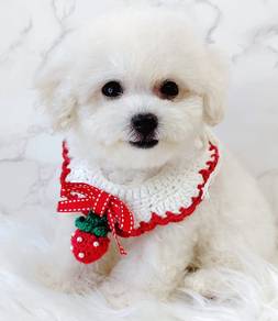 Maltipoo