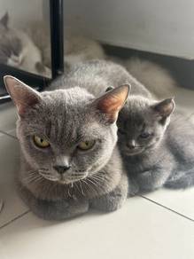 BSH Kitten