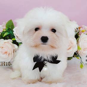 Maltese