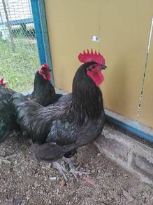 Ayam jantan austrolop (rejected) 
