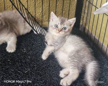British Shorthair 