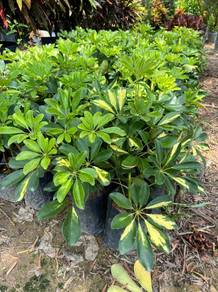 Schefflera Arboricola 'Worthy'
