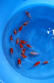 Japanese koi