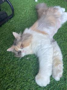 Flat Face Persian (Female) 🐱