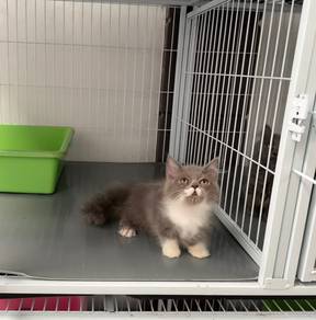 Bicolor longhair munchkin kitten