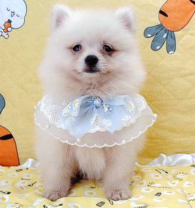 Pomeranian