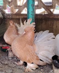 merpati kipas @ Indian Fantail 