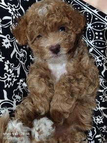 ​🐾 EXCLUSIVE SINGLETON  Home-bred TOY POODLE 🐾 