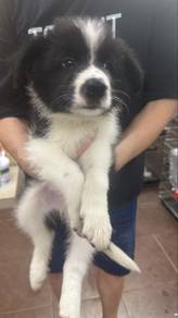 Border Collie Male Puppy M-1