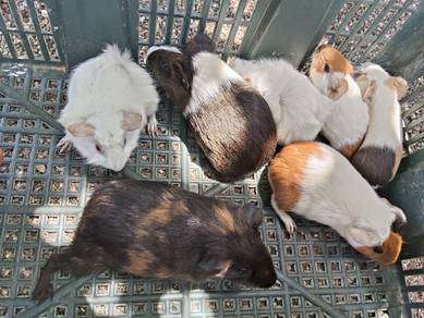 guinea pig tikus belanda arbok 