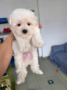 Maltipoo
