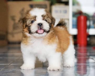 SHIH TZU PUPPIES A366🌻 Small Dog Available Girl