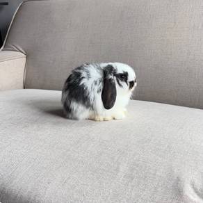 Holland lop bunny rabbit arnab ear lop