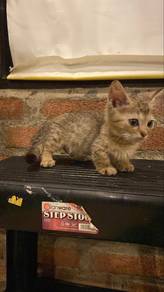 Anak Kucing Munchkin Super Short