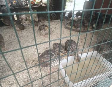 burung puyuh daging 